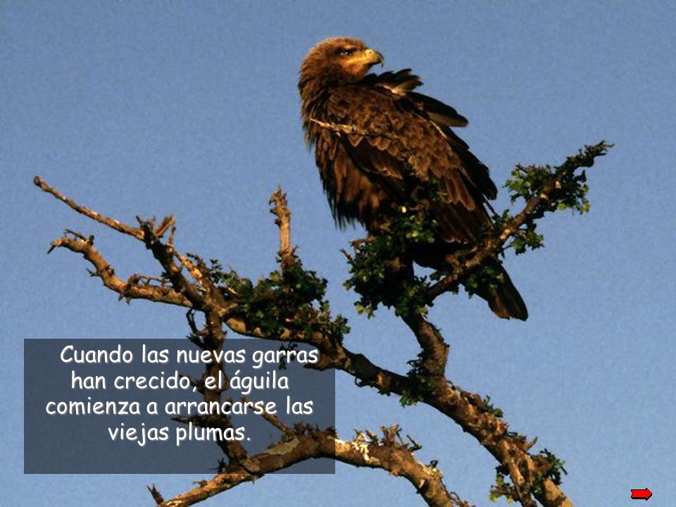 When its’ new talons grow back, the eagle starts plucking its’ old-aged feathers