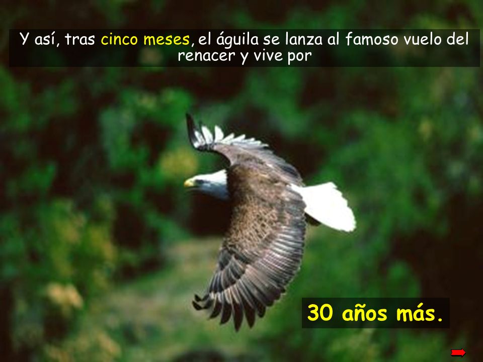 Y así, tras cinco meses, el águila se lanza al famoso vuelo del renacer y vive por