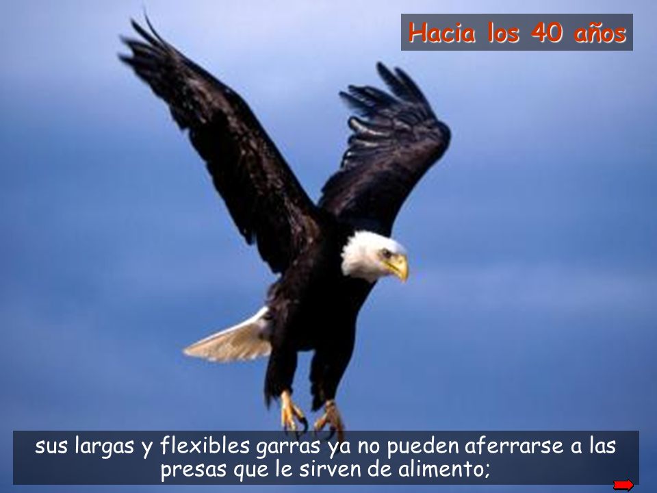 Hacia los 40 años In its’ 40’s. Its’ long and flexible talons can no longer grab prey which serve as food.