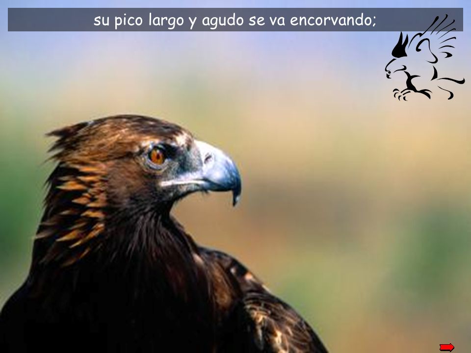 su pico largo y agudo se va encorvando;