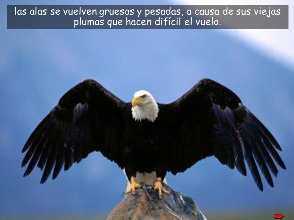las alas se vuelven gruesas y pesadas, a causa de sus viejas plumas que hacen difícil el vuelo.