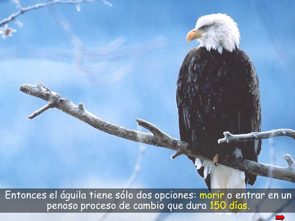 okay Entonces el águila tiene sólo dos opciones: morir o entrar en un penoso proceso de cambio que dura 150 días.
