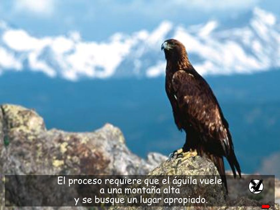 El proceso requiere que el águila vuele a una montaña alta