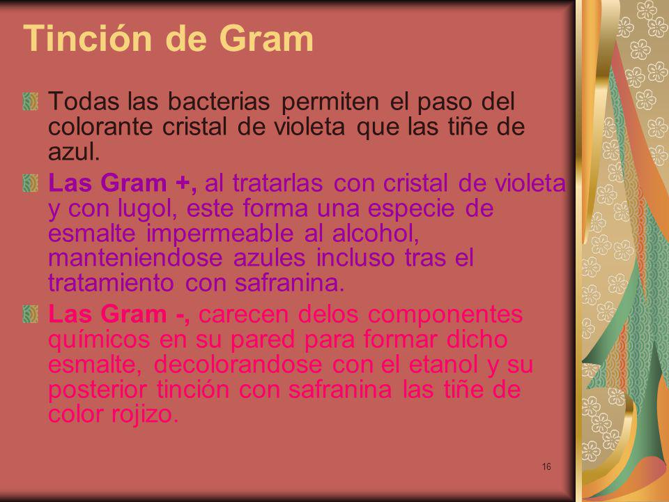 Tinción de Gram Todas las bacterias permiten el paso del colorante cristal de violeta que las tiñe de azul.