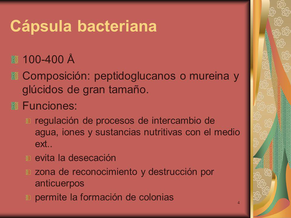 Cápsula bacteriana Å. Composición: peptidoglucanos o mureina y glúcidos de gran tamaño. Funciones: