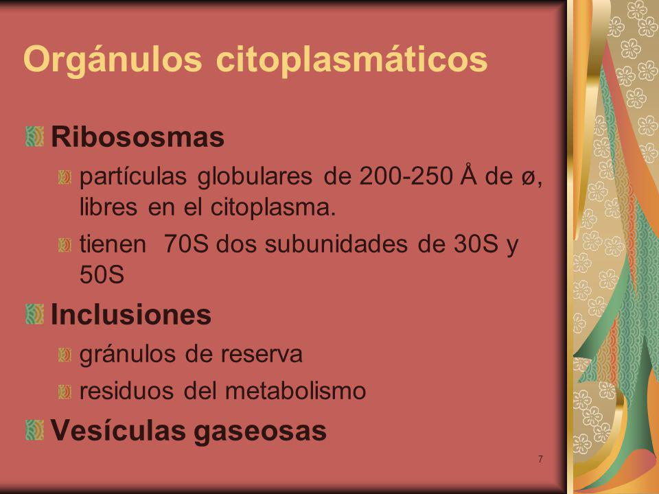 Orgánulos citoplasmáticos