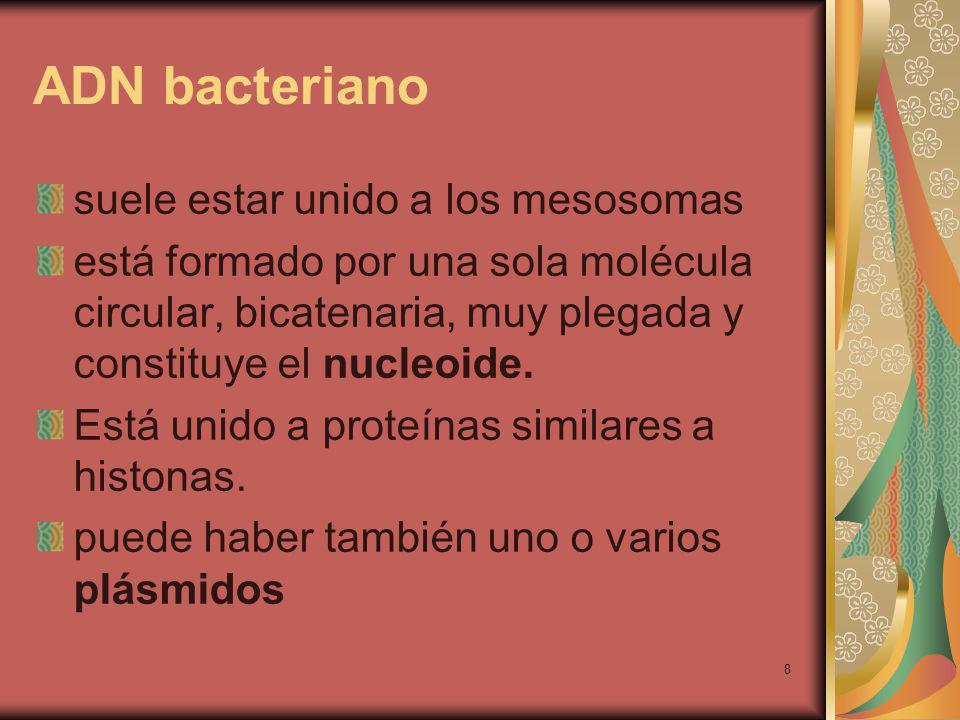 ADN bacteriano suele estar unido a los mesosomas