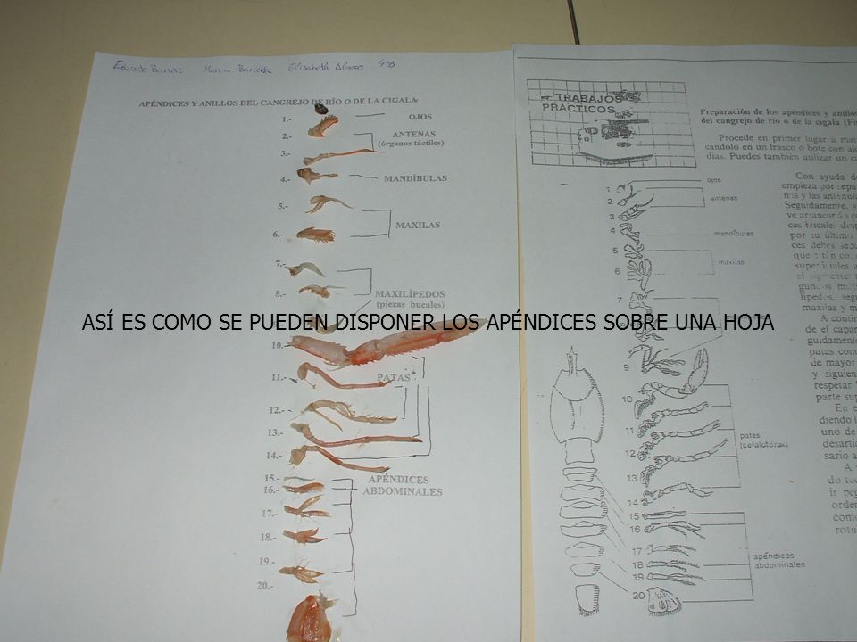 ASÍ ES COMO SE PUEDEN DISPONER LOS APÉNDICES SOBRE UNA HOJA