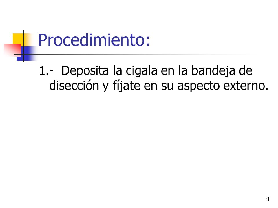 Procedimiento: 1.- Deposita la cigala en la bandeja de disección y fíjate en su aspecto externo.