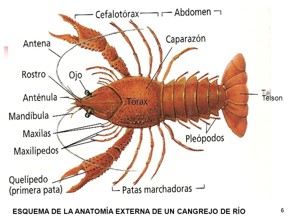 Telson ESQUEMA DE LA ANATOMÍA EXTERNA DE UN CANGREJO DE RÍO