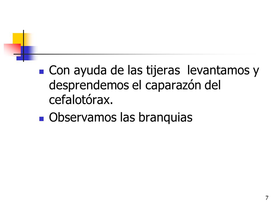 Con ayuda de las tijeras levantamos y desprendemos el caparazón del cefalotórax.