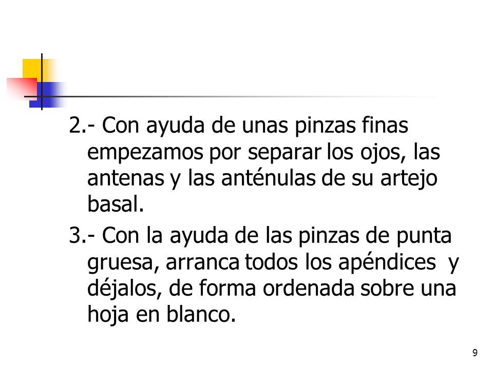 2.- Con ayuda de unas pinzas finas empezamos por separar los ojos, las antenas y las anténulas de su artejo basal.