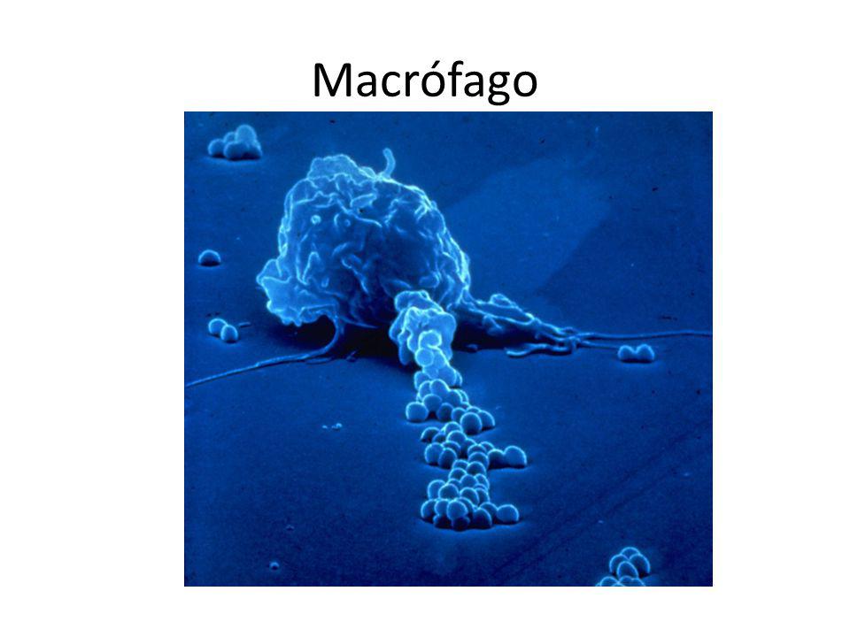 Macrófago 2