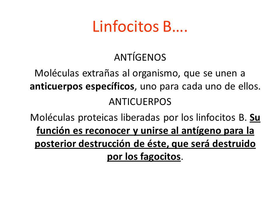 Linfocitos B…. ANTÍGENOS