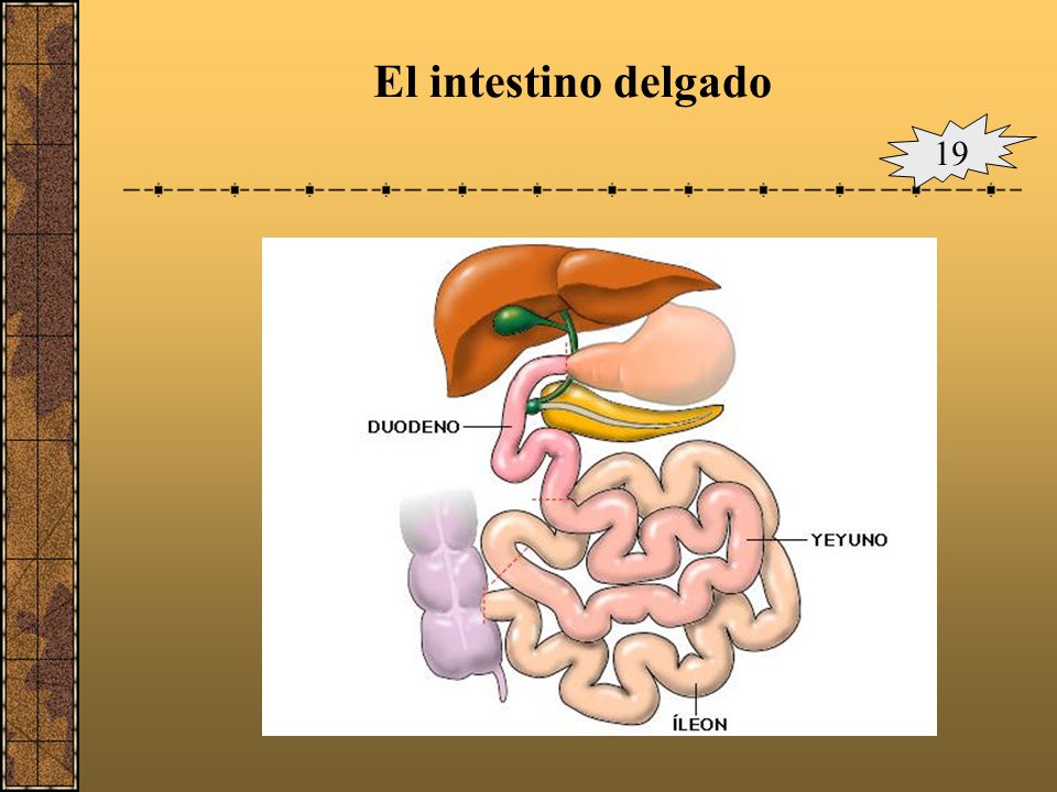 El intestino delgado 19