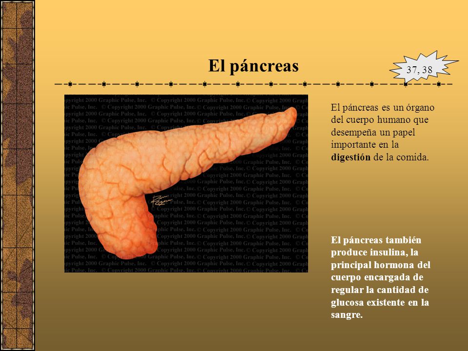 El páncreas 37, 38. El páncreas es un órgano del cuerpo humano que desempeña un papel importante en la digestión de la comida.