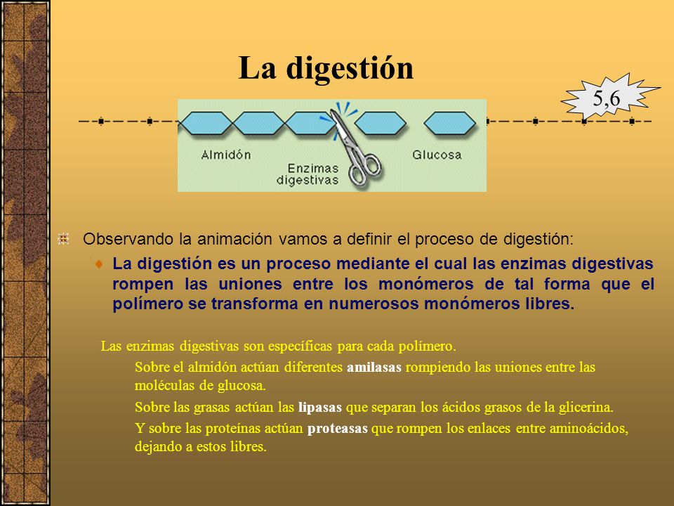 La digestión 5,6. Observando la animación vamos a definir el proceso de digestión: