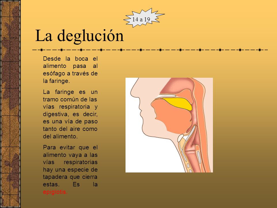 14 a 19 La deglución. Desde la boca el alimento pasa al esófago a través de la faringe.