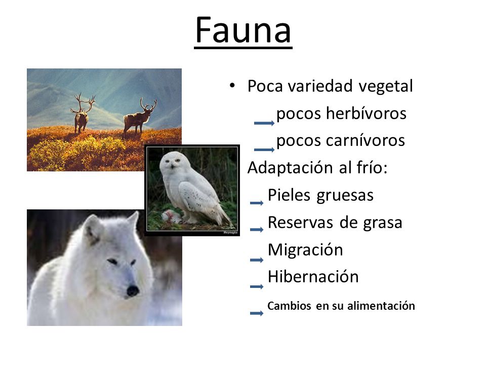 Fauna Poca variedad vegetal pocos herbívoros pocos carnívoros