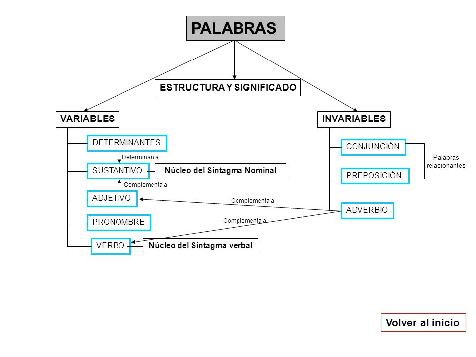 Núcleo del Sintagma Nominal Núcleo del Sintagma verbal