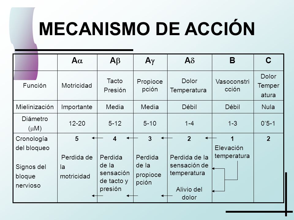 MECANISMO DE ACCIÓN A A A A C B 2
