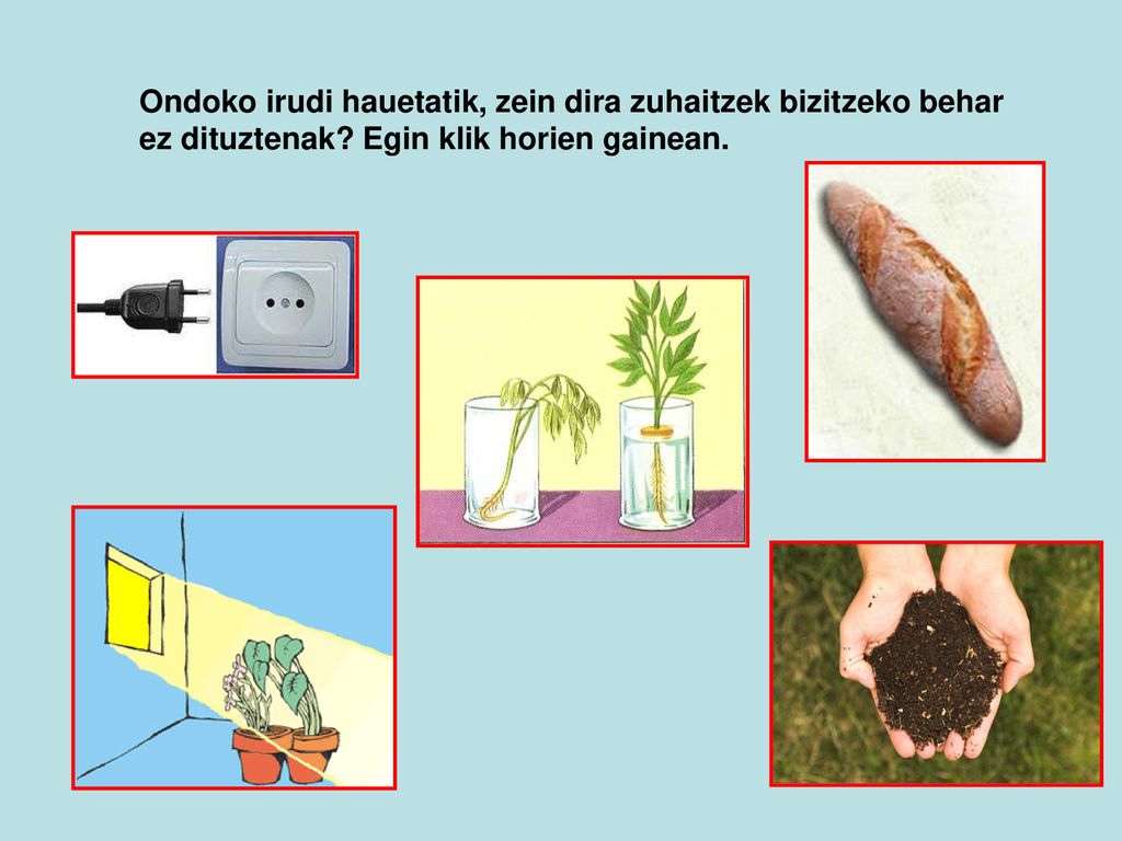Ondoko irudi hauetatik, zein dira zuhaitzek bizitzeko behar ez dituztenak Egin klik horien gainean.