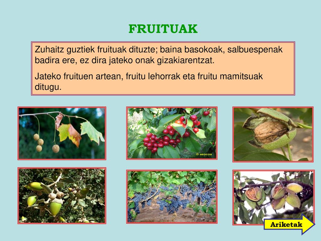 FRUITUAK Zuhaitz guztiek fruituak dituzte; baina basokoak, salbuespenak badira ere, ez dira jateko onak gizakiarentzat.