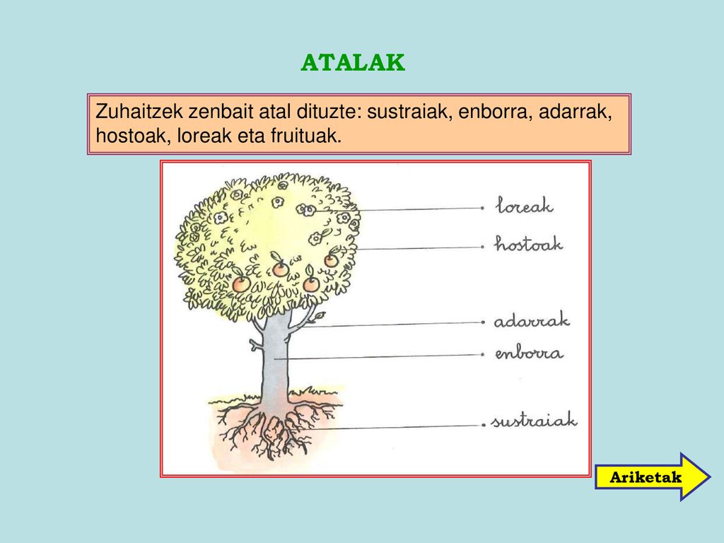 ATALAK Zuhaitzek zenbait atal dituzte: sustraiak, enborra, adarrak, hostoak, loreak eta fruituak.