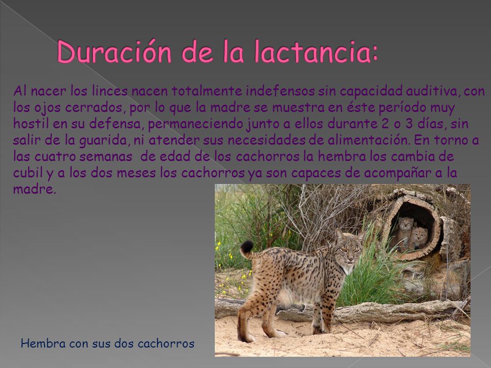 Duración de la lactancia: