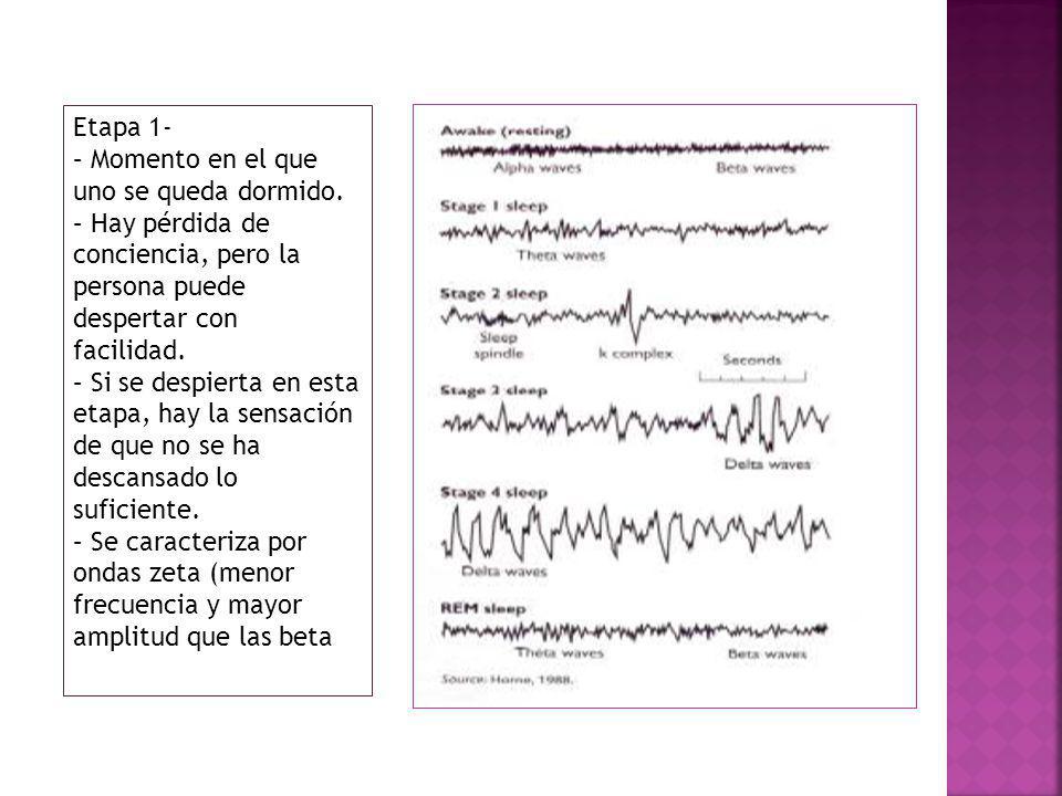 Etapa 1- – Momento en el que uno se queda dormido. – Hay pérdida de. conciencia, pero la. persona puede.