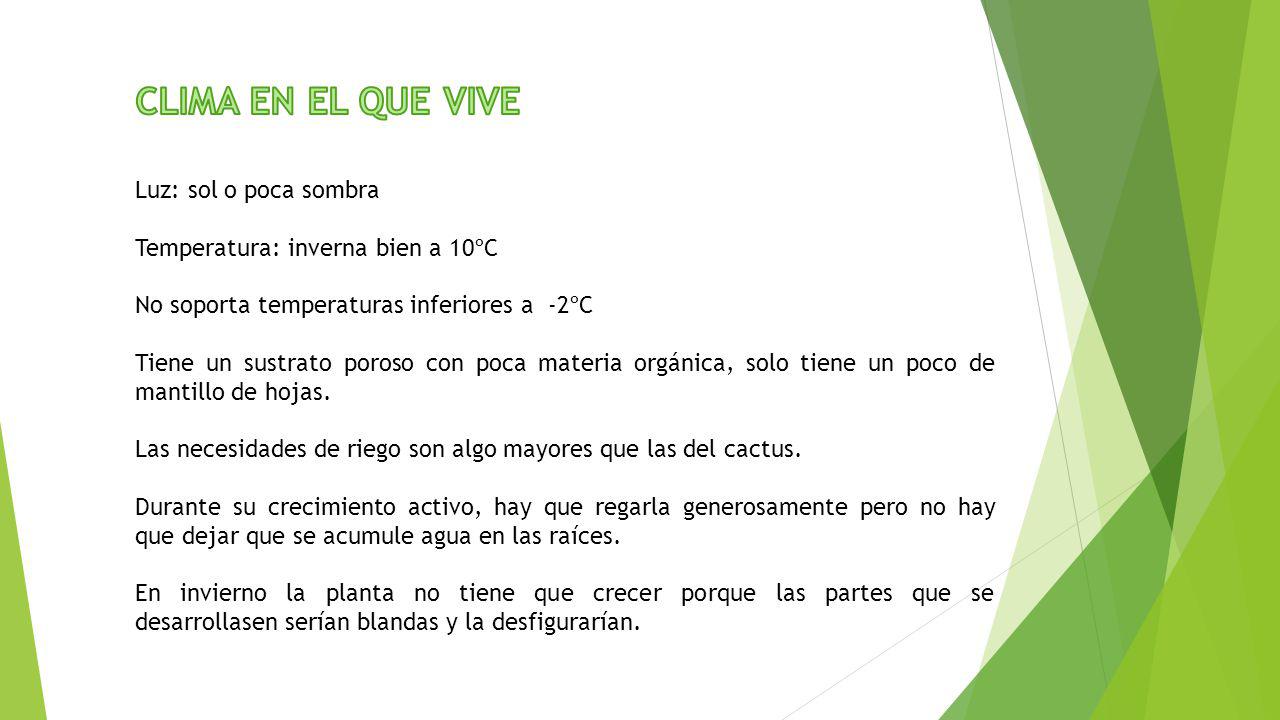 CLIMA EN EL QUE VIVE Luz: sol o poca sombra
