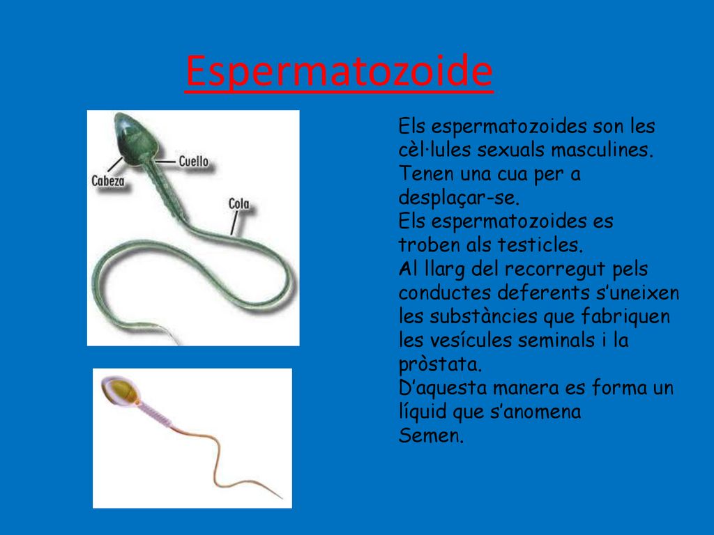 Espermatozoide Els espermatozoides son les cèl·lules sexuals masculines. Tenen una cua per a desplaçar-se.