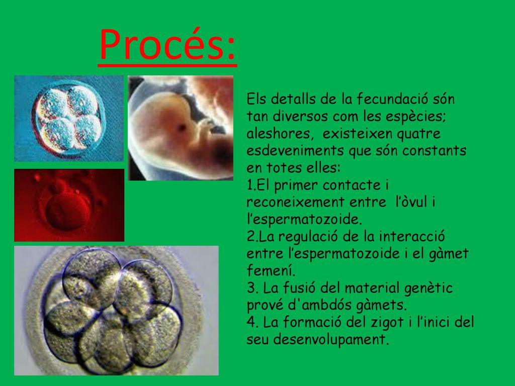 Procés: Els detalls de la fecundació són tan diversos com les espècies; aleshores, existeixen quatre esdeveniments que són constants en totes elles: