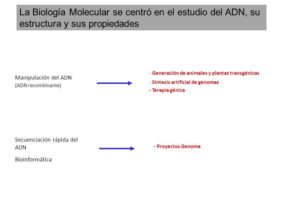 La Biología Molecular se centró en el estudio del ADN, su estructura y sus propiedades