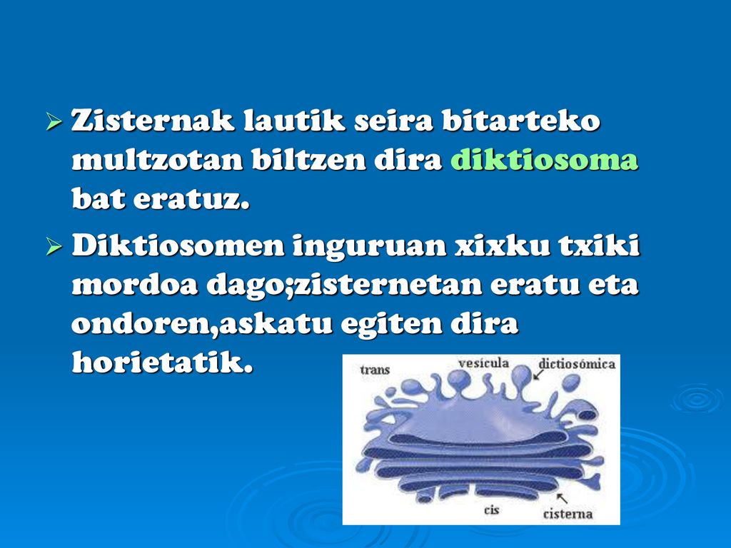 Zisternak lautik seira bitarteko multzotan biltzen dira diktiosoma bat eratuz.