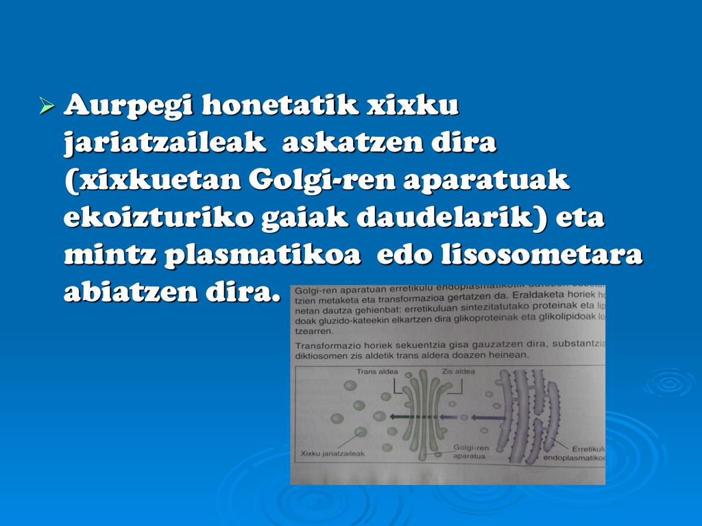 Aurpegi honetatik xixku jariatzaileak askatzen dira (xixkuetan Golgi-ren aparatuak ekoizturiko gaiak daudelarik) eta mintz plasmatikoa edo lisosometara abiatzen dira.
