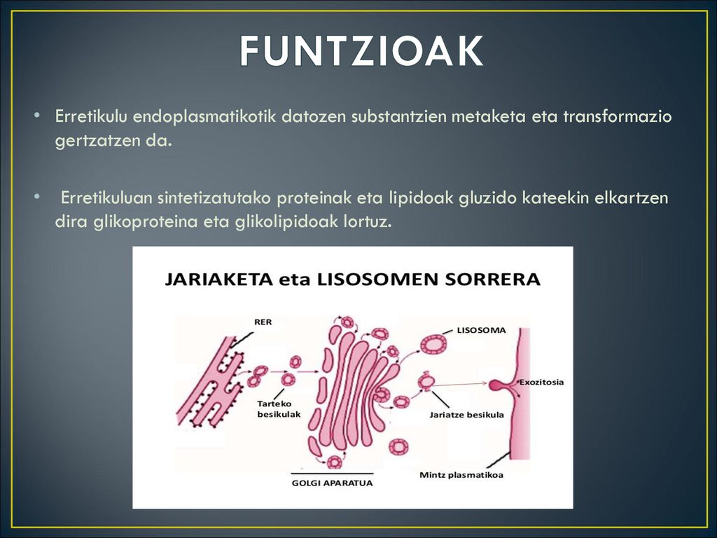 FUNTZIOAK Erretikulu endoplasmatikotik datozen substantzien metaketa eta transformazio gertzatzen da.