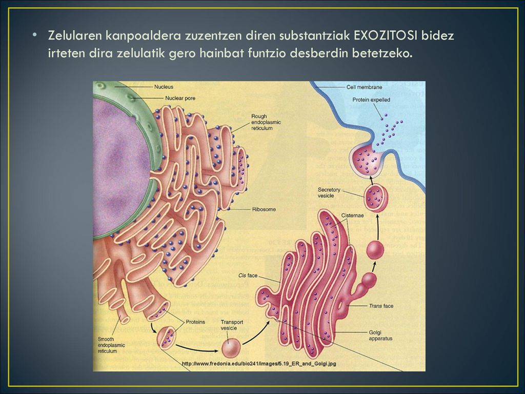 Zelularen kanpoaldera zuzentzen diren substantziak EXOZITOSI bidez irteten dira zelulatik gero hainbat funtzio desberdin betetzeko.