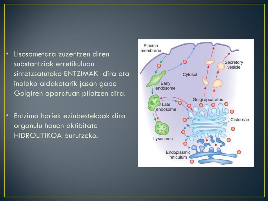 Lisosometara zuzentzen diren substantziak erretikuluan sintetzsatutako ENTZIMAK dira eta inolako aldaketarik jasan gabe Golgiren aparatuan pilatzen dira.