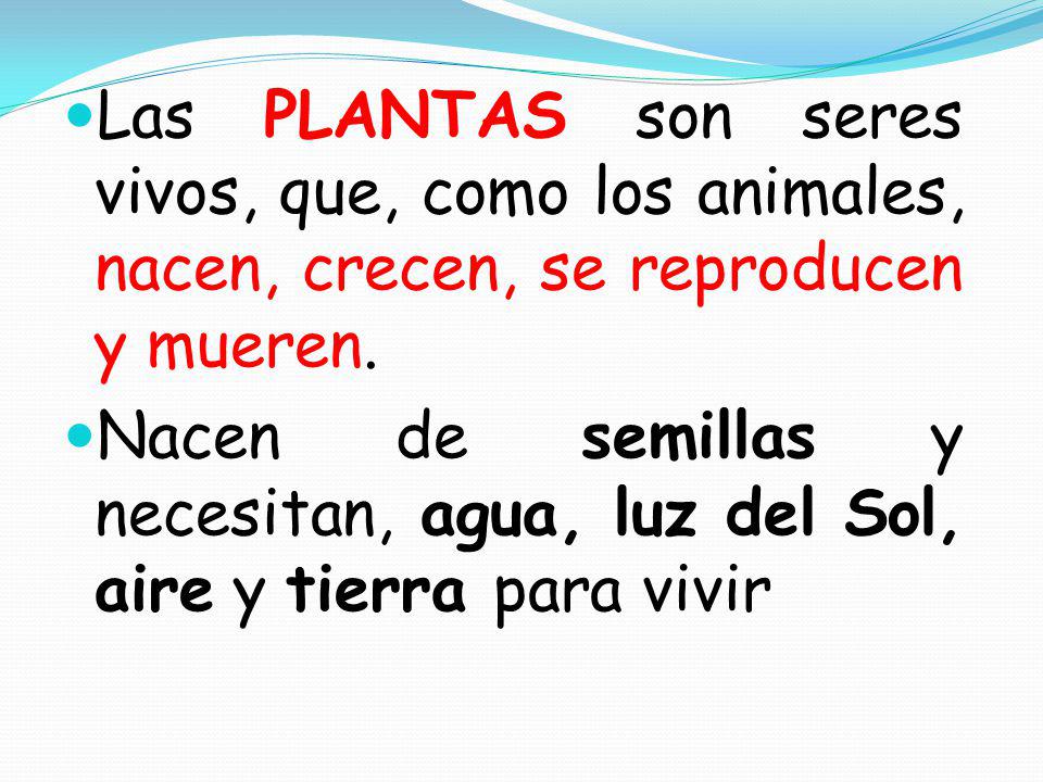 Las PLANTAS son seres vivos, que, como los animales, nacen, crecen, se reproducen y mueren.