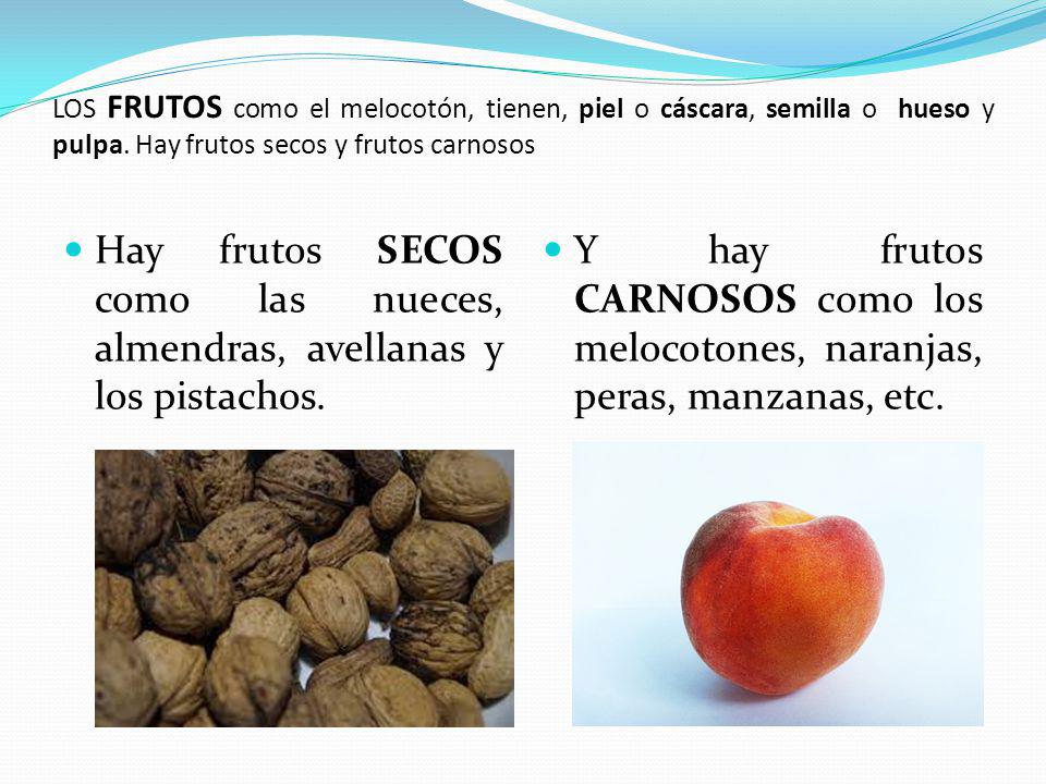 LOS FRUTOS como el melocotón, tienen, piel o cáscara, semilla o hueso y pulpa. Hay frutos secos y frutos carnosos