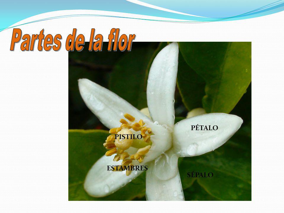 Partes de la flor PÉTALO PISTILO ESTAMBRES SÉPALO
