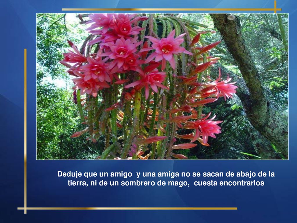 Deduje que un amigo y una amiga no se sacan de abajo de la tierra, ni de un sombrero de mago, cuesta encontrarlos