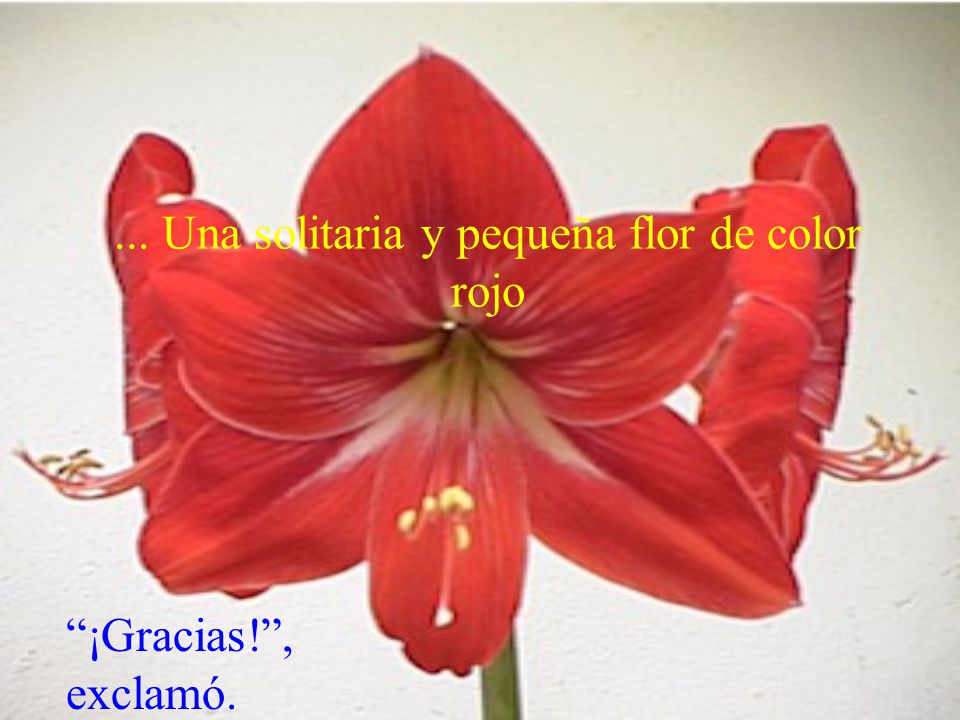 ... Una solitaria y pequeña flor de color rojo