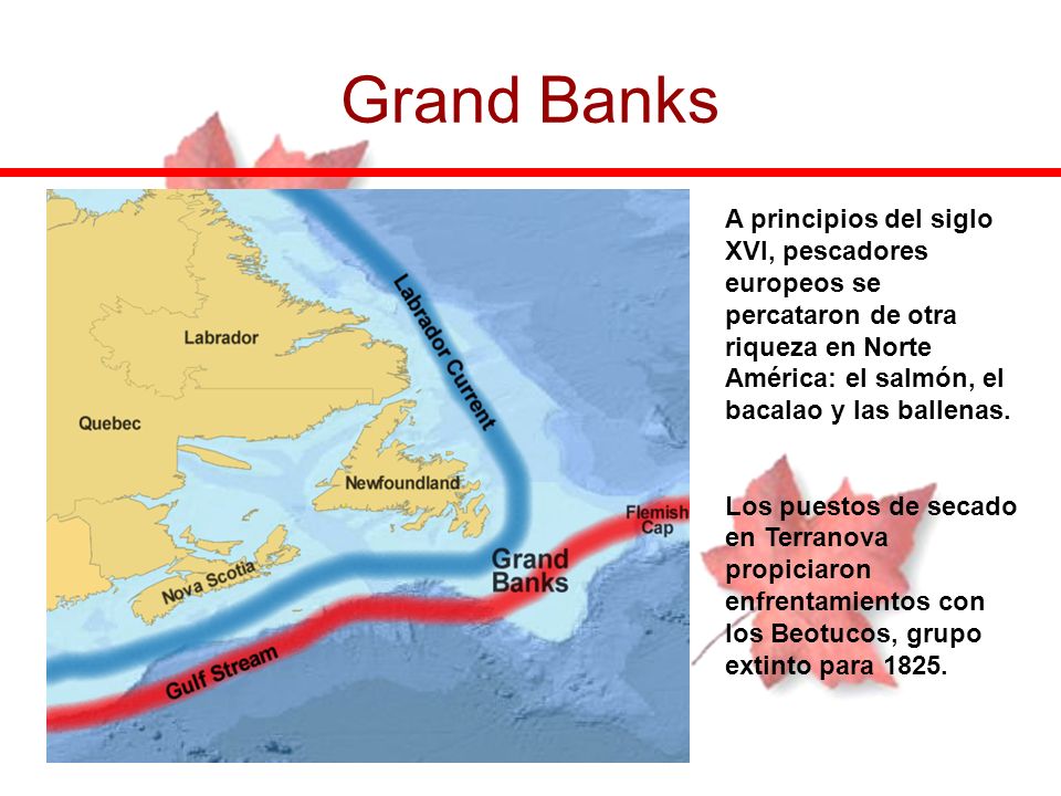 Grand Banks A principios del siglo XVI, pescadores europeos se percataron de otra riqueza en Norte América: el salmón, el bacalao y las ballenas.