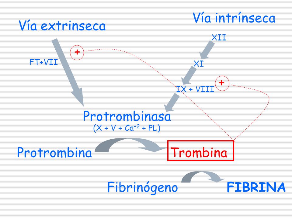 Vía intrínseca Vía extrinseca + + Protrombinasa Protrombina Trombina
