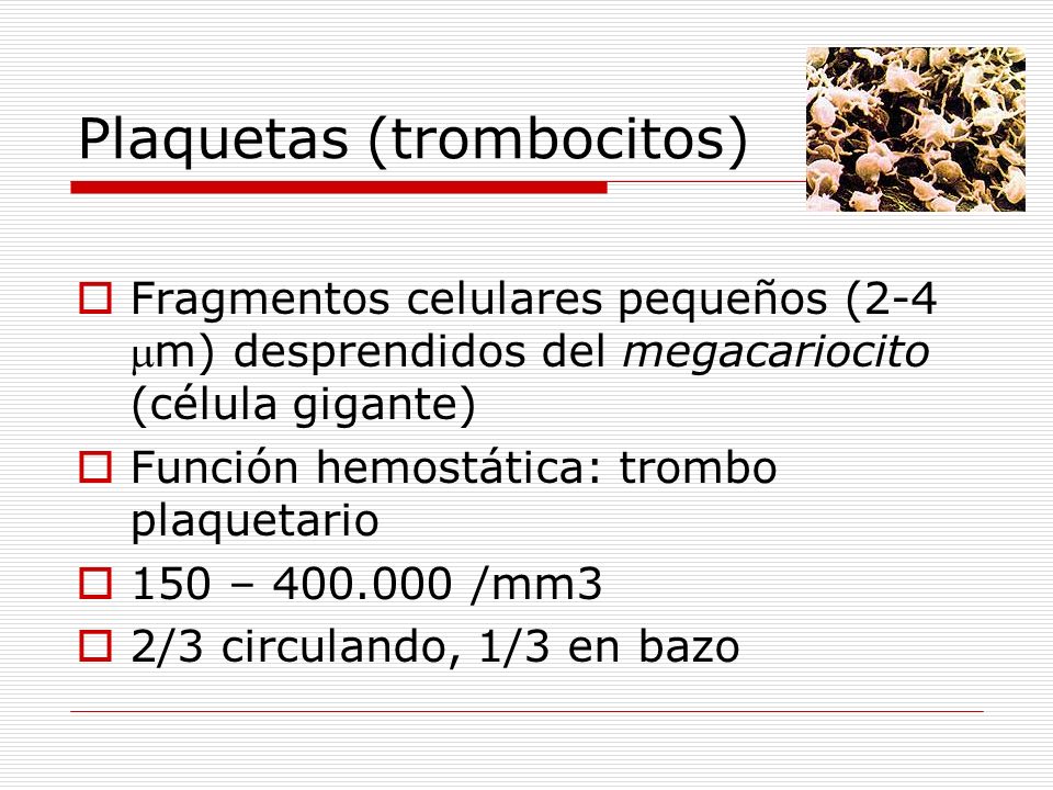 Plaquetas (trombocitos)