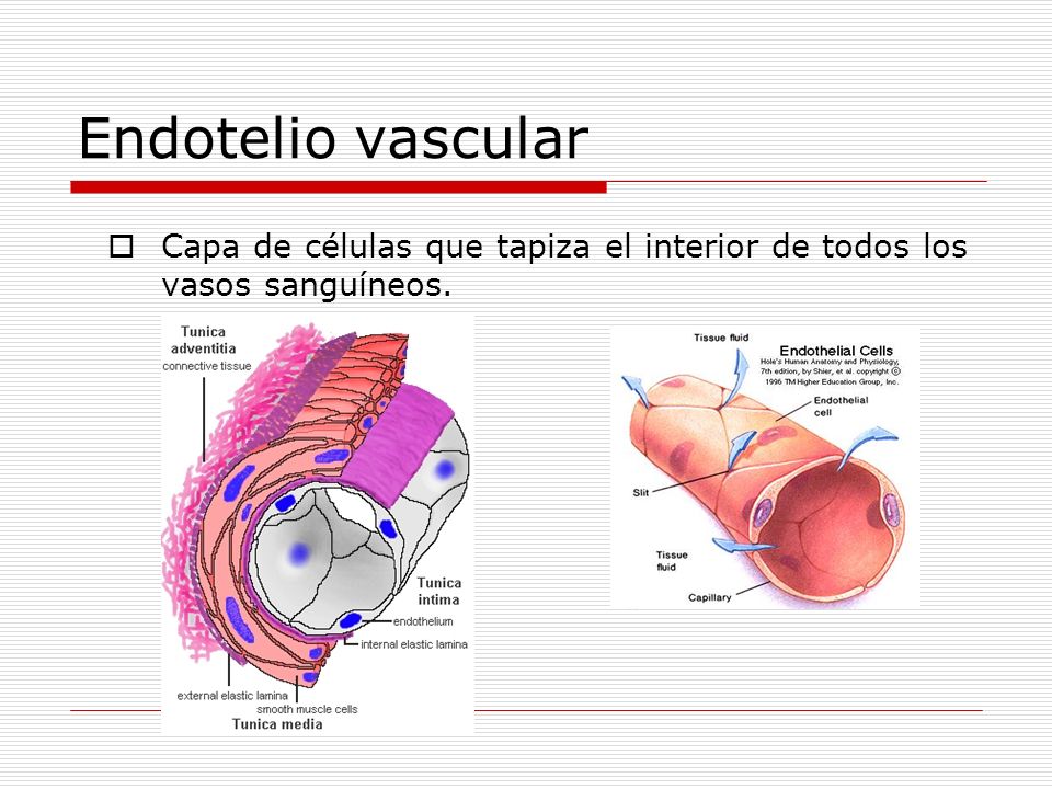 Endotelio vascular Capa de células que tapiza el interior de todos los vasos sanguíneos.