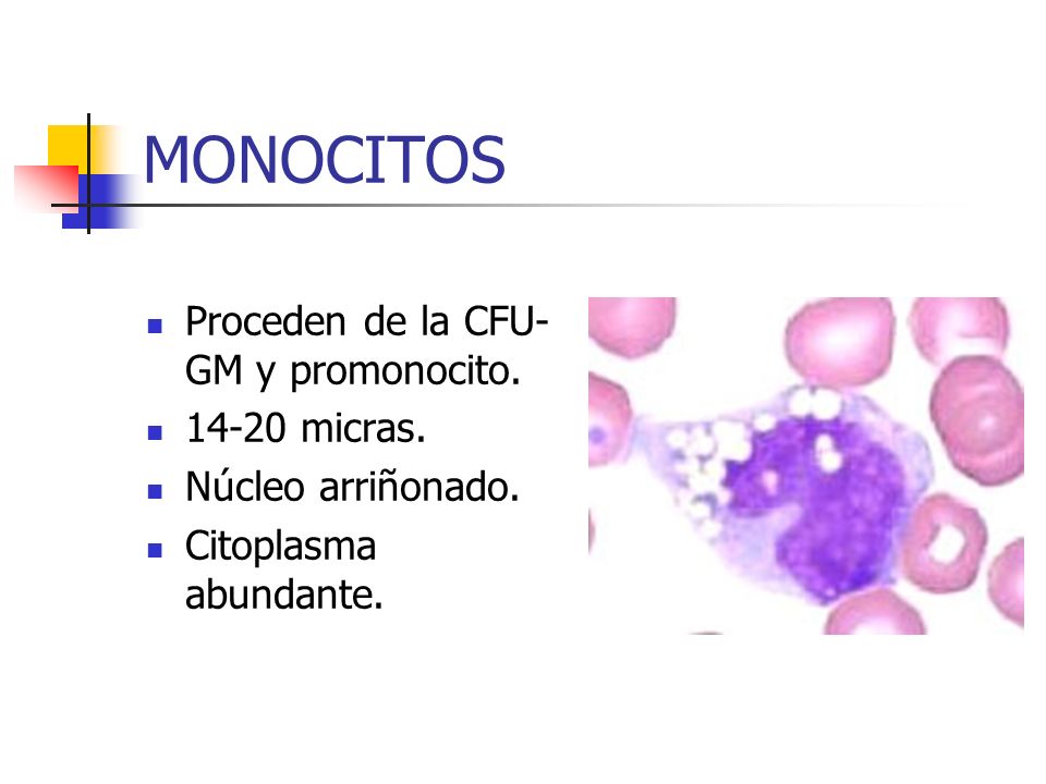 MONOCITOS Proceden de la CFU-GM y promonocito micras.