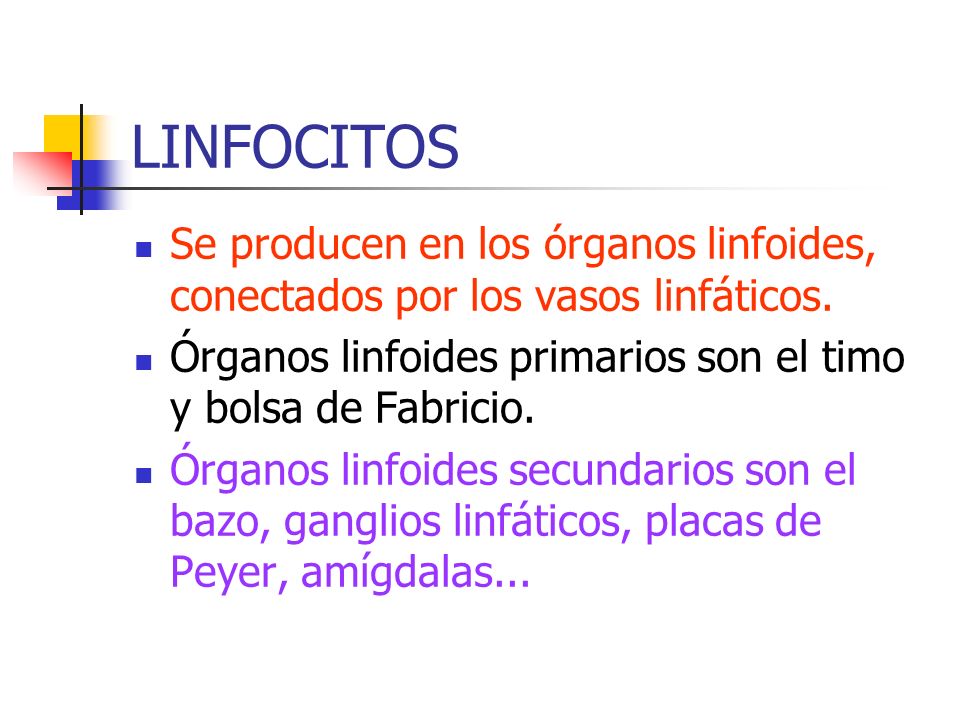 LINFOCITOS Se producen en los órganos linfoides, conectados por los vasos linfáticos. Órganos linfoides primarios son el timo y bolsa de Fabricio.